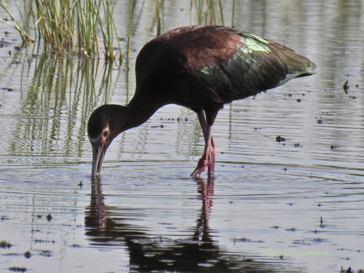 White-faced Ibis - ML347156461