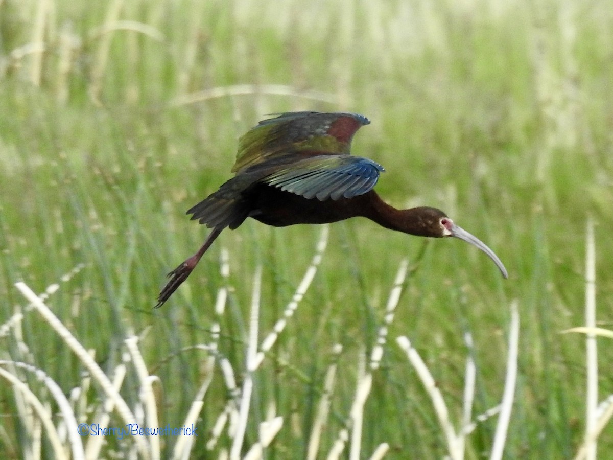 White-faced Ibis - ML347156471