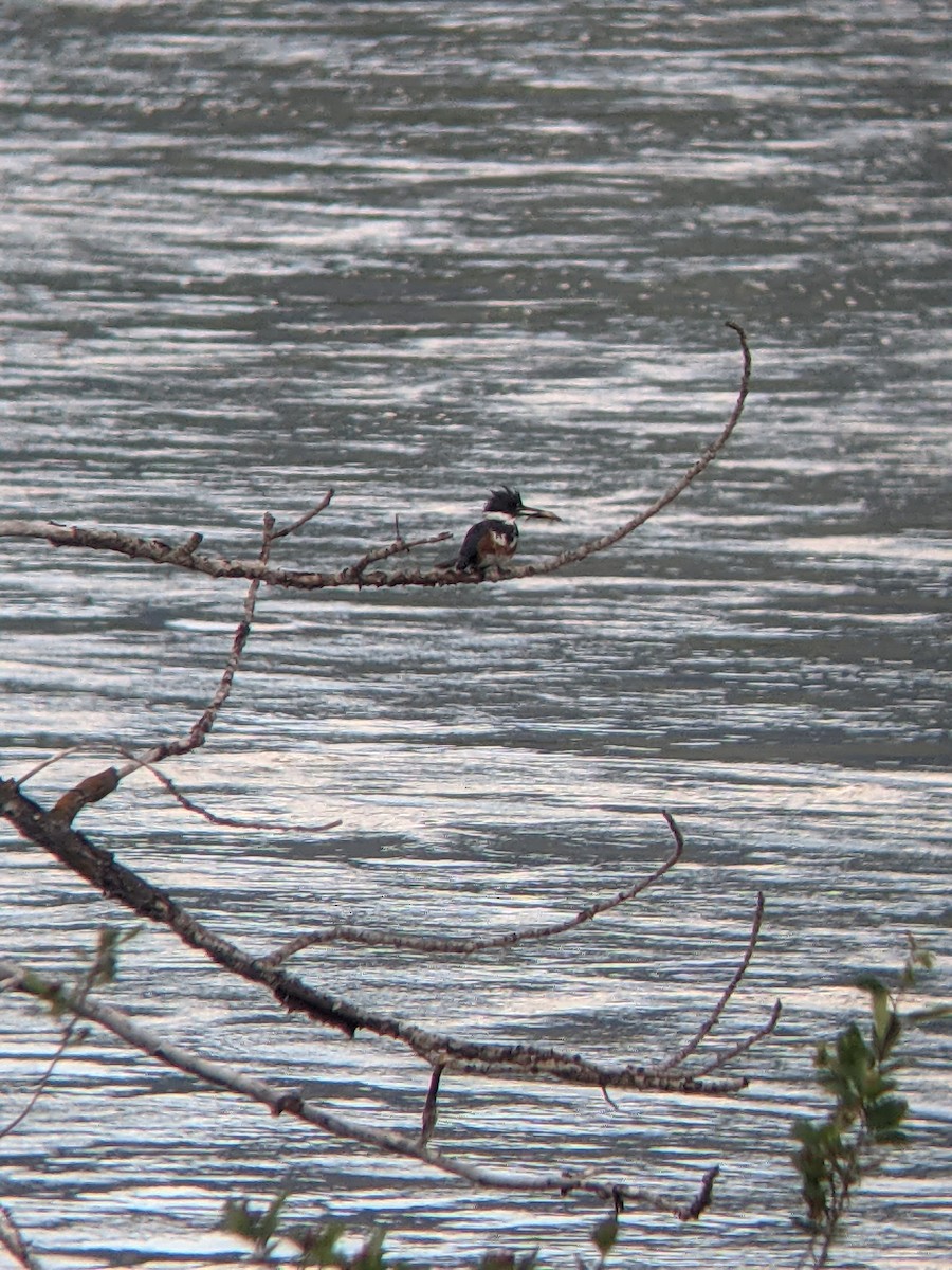 Belted Kingfisher - ML347159011