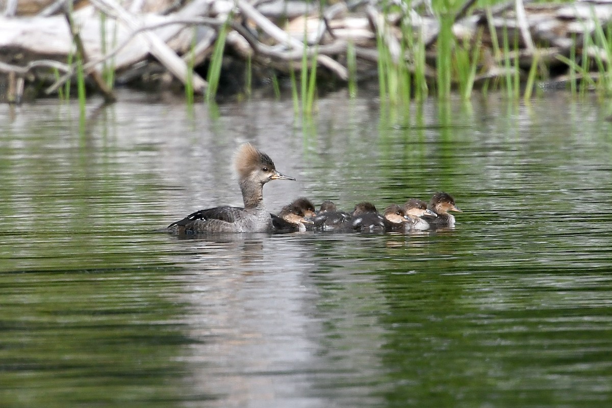 Hooded Merganser - ML347159601