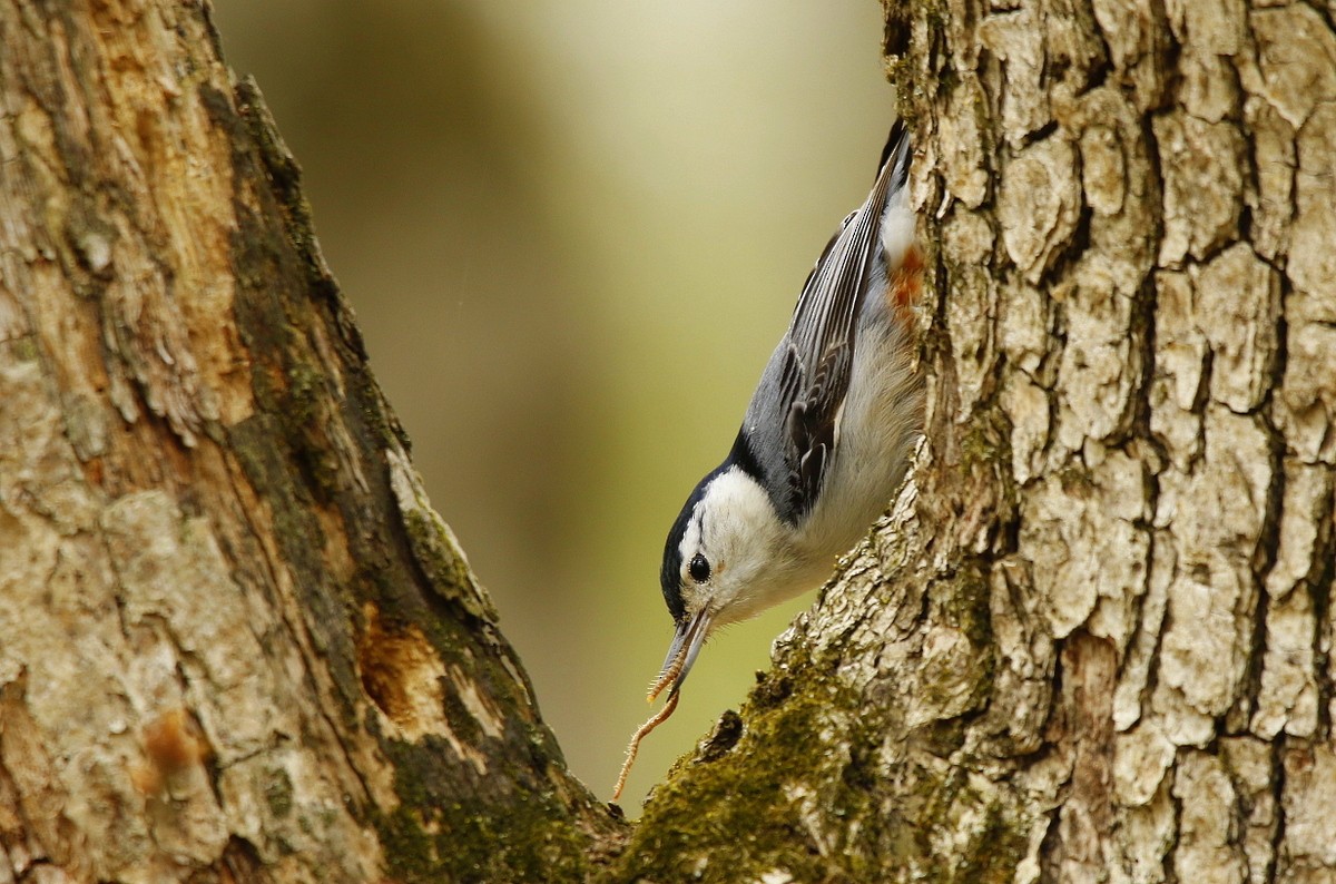 White-breasted Nuthatch (Eastern) - Julie Gidwitz