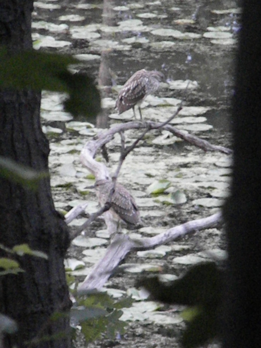 Black-crowned Night Heron - ML34716031