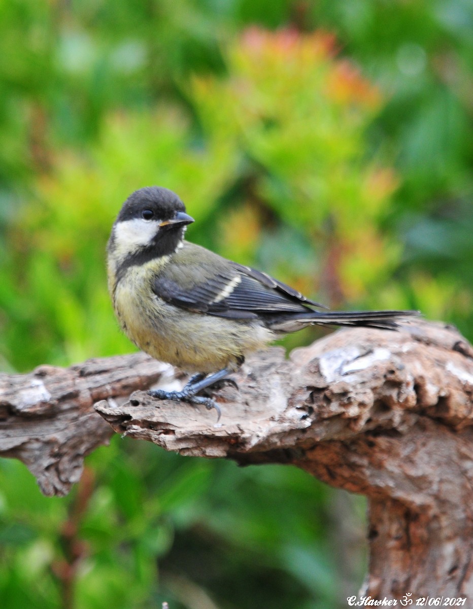 Great Tit - ML347163061