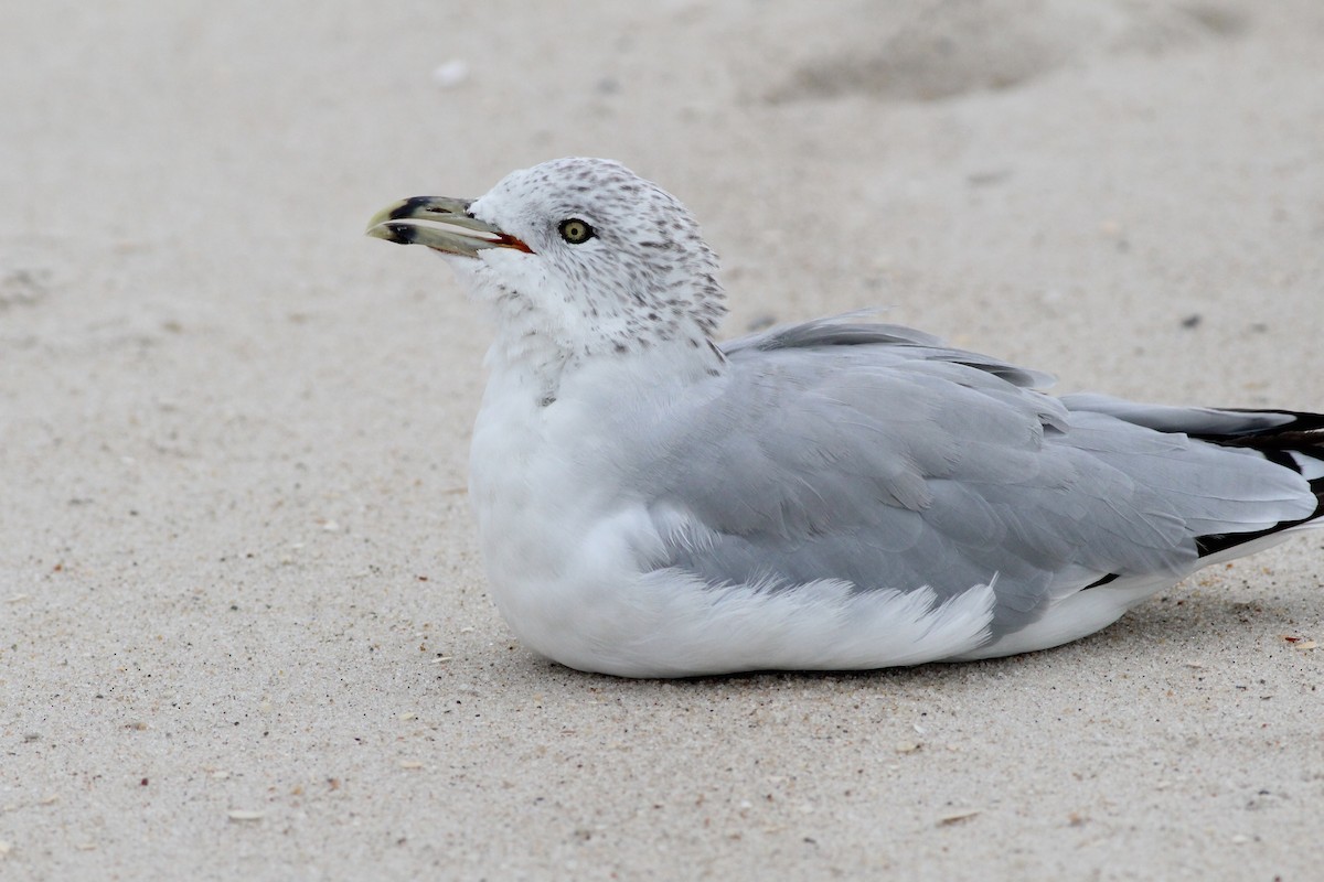 Ring-billed Gull - ML34716341