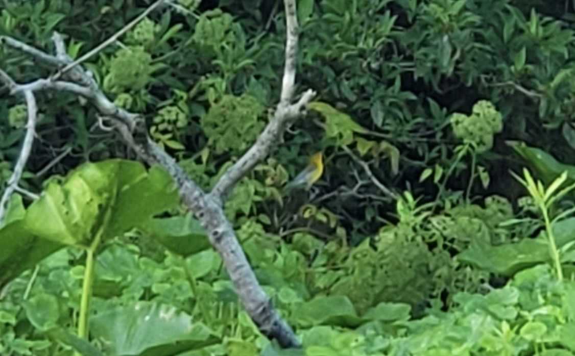 Prothonotary Warbler - ML347163571