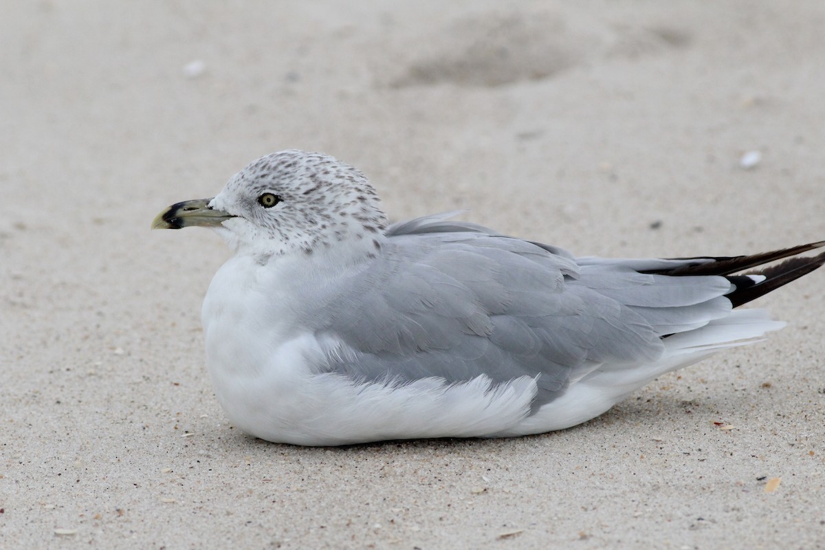 Ring-billed Gull - ML34716371