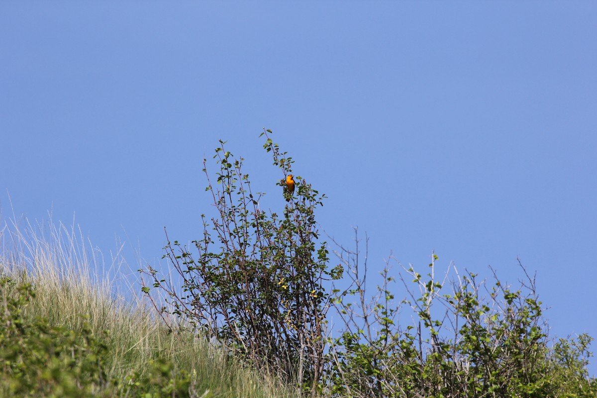 Bullock's Oriole - ML347164911