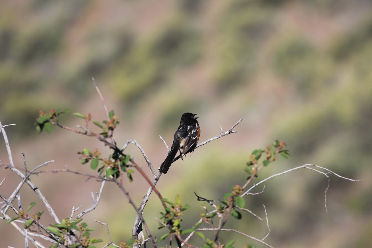 Spotted Towhee - ML347164981