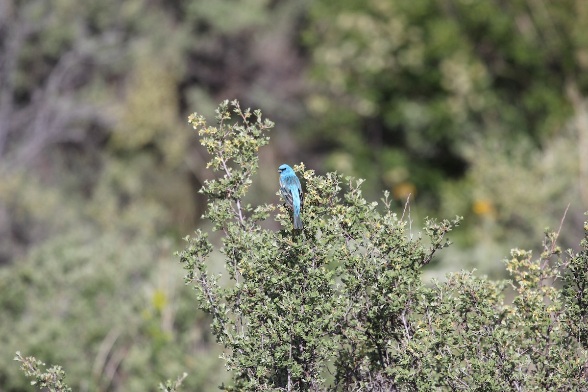 Lazuli Bunting - ML347165011