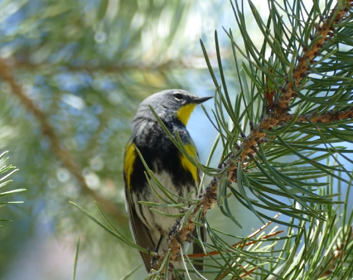 Yellow-rumped Warbler - ML347165341