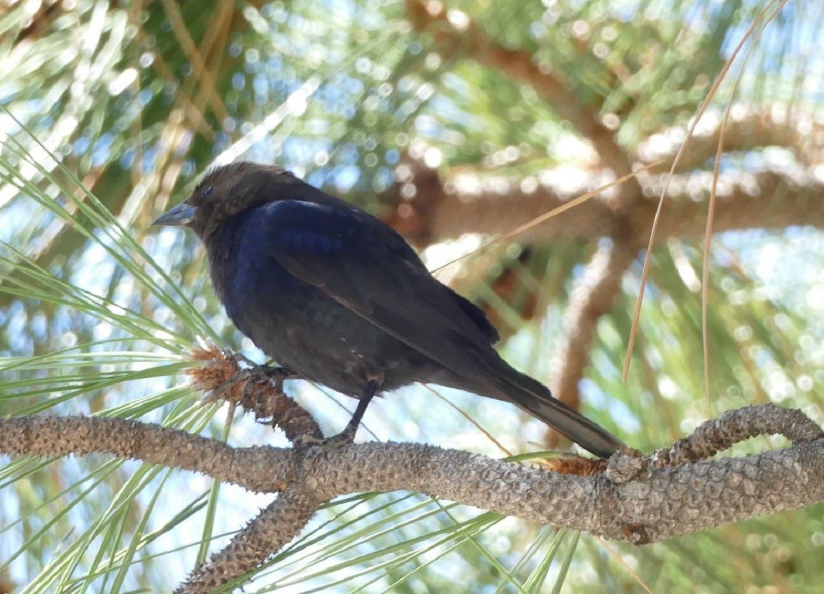 Brown-headed Cowbird - ML347166591