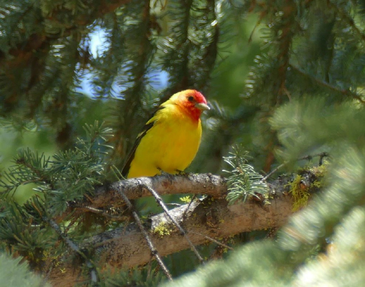 Western Tanager - ML347166761