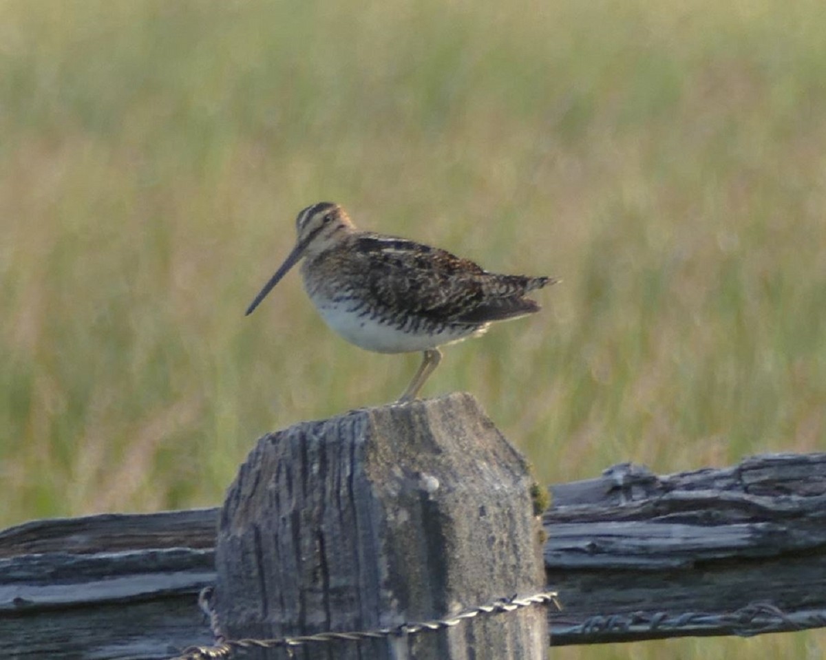 Wilson's Snipe - ML347167171