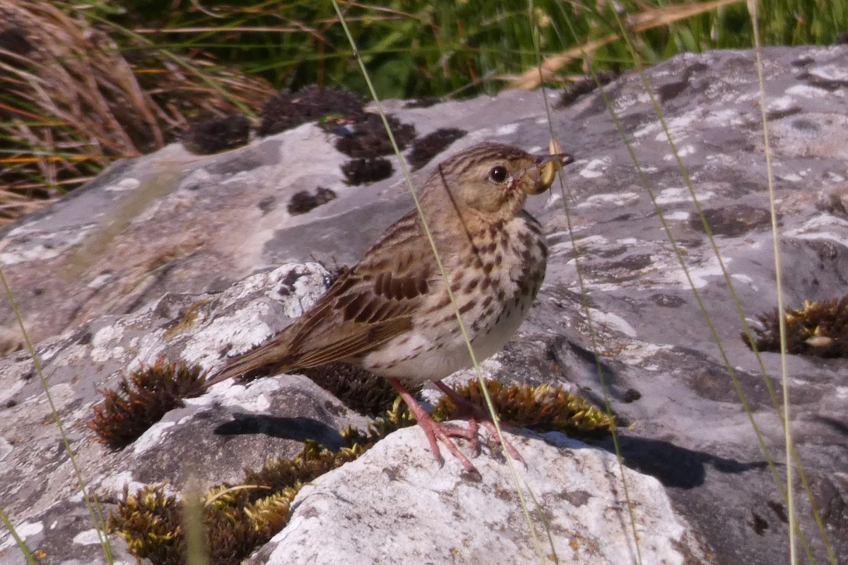 Tree Pipit - Joseba Amenabar