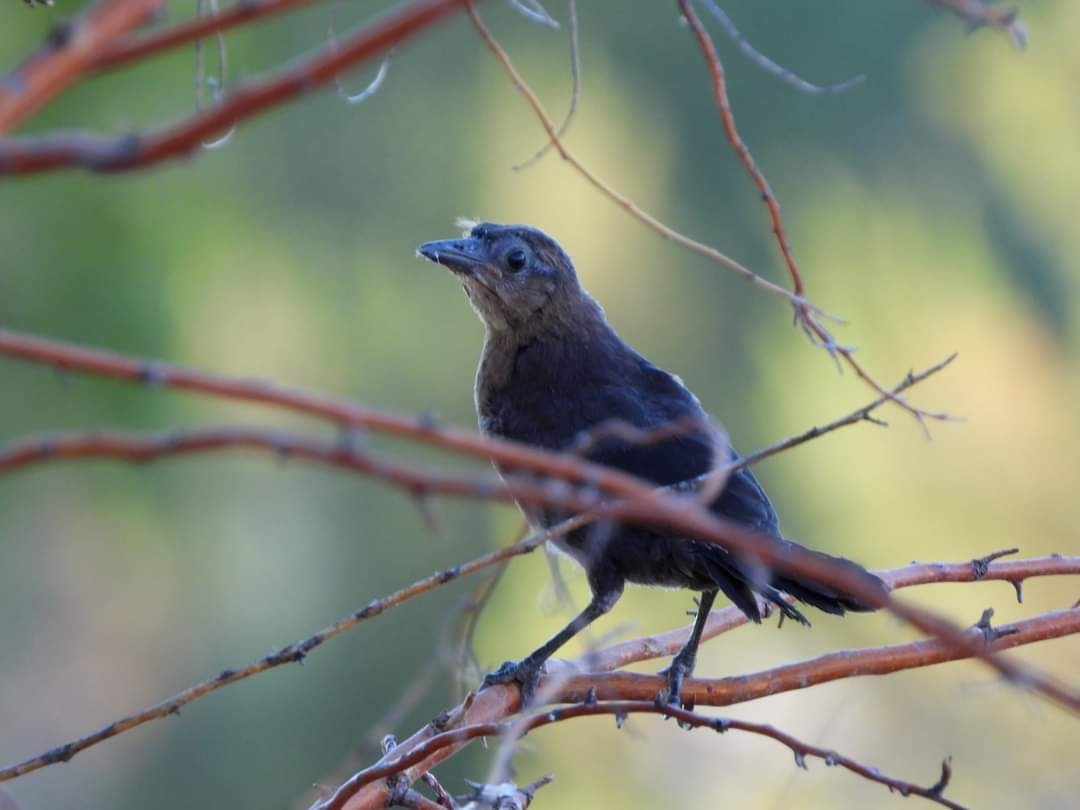 Great-tailed Grackle - ML347168281