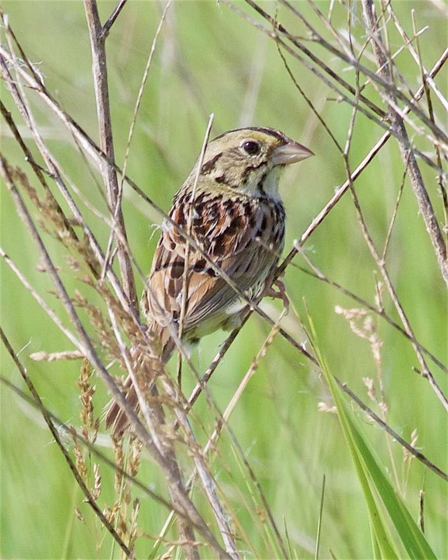 Henslow's Sparrow - ML347168391