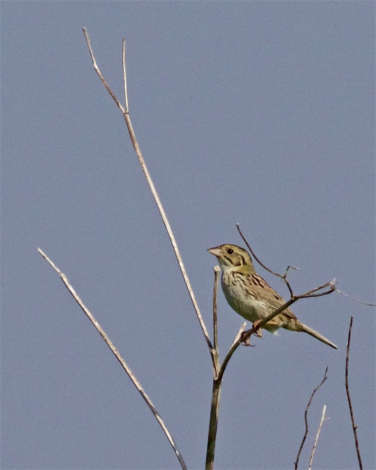 Henslow's Sparrow - ML347168431