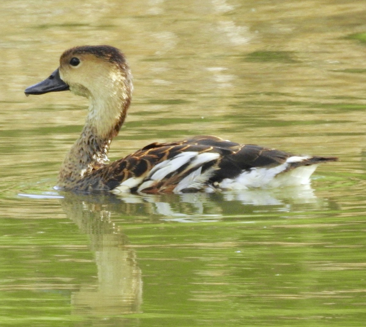 Wandering Whistling-Duck - ML347168611