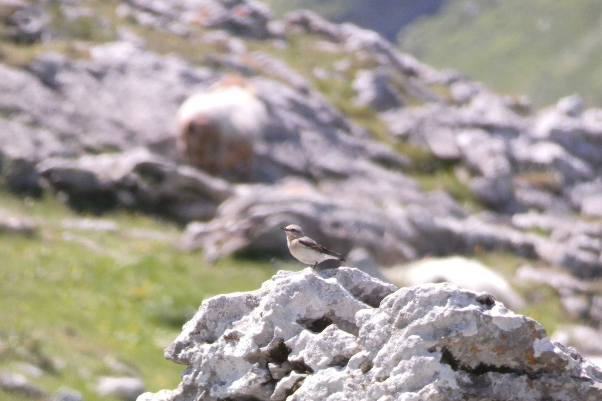 Northern Wheatear - Joseba Amenabar