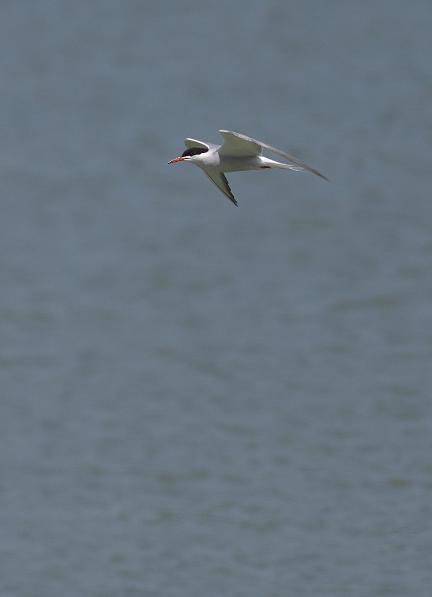 Common Tern - Gordan Pomorišac
