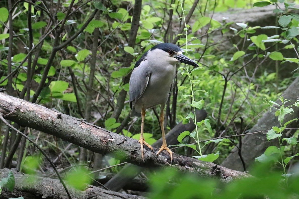 Black-crowned Night Heron - ML347175521
