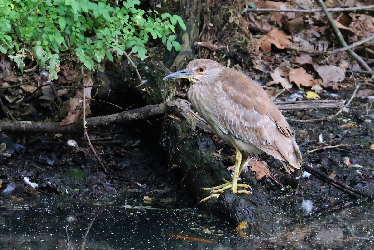 Black-crowned Night Heron - ML347175601