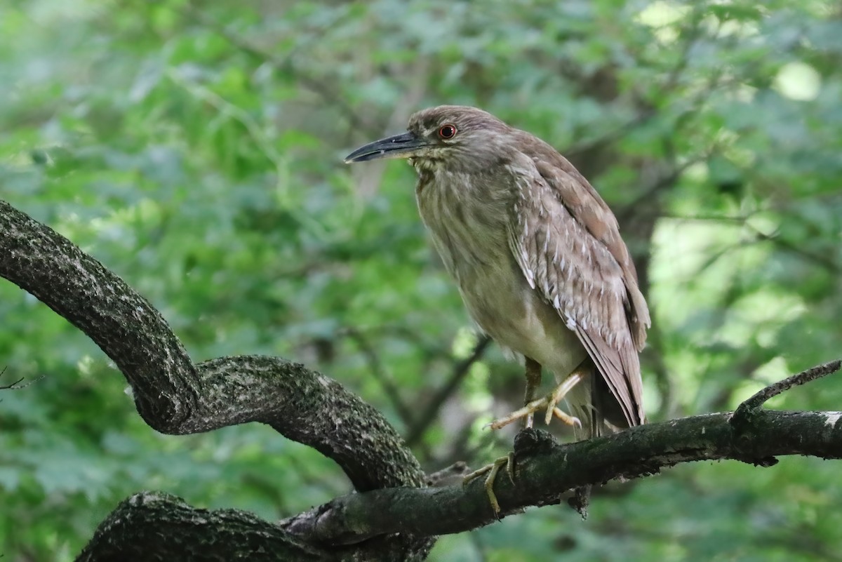 Black-crowned Night Heron - ML347175611