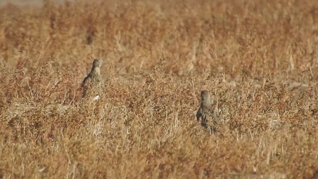 Least Seedsnipe - ML347175671