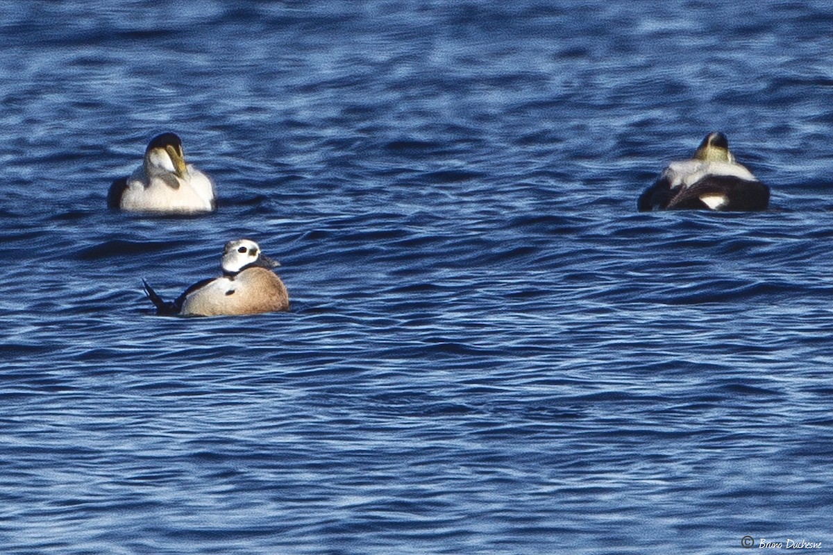 Steller's Eider - ML347176231