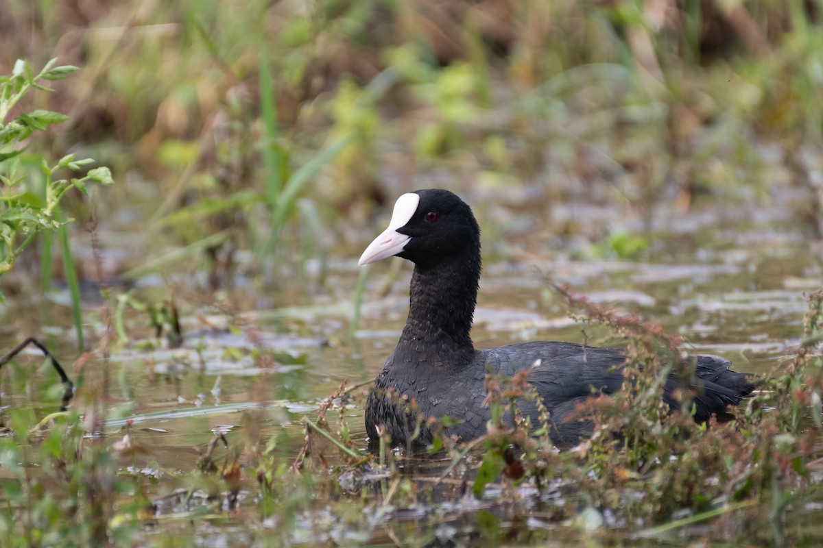 Eurasian Coot - Ana Amaral