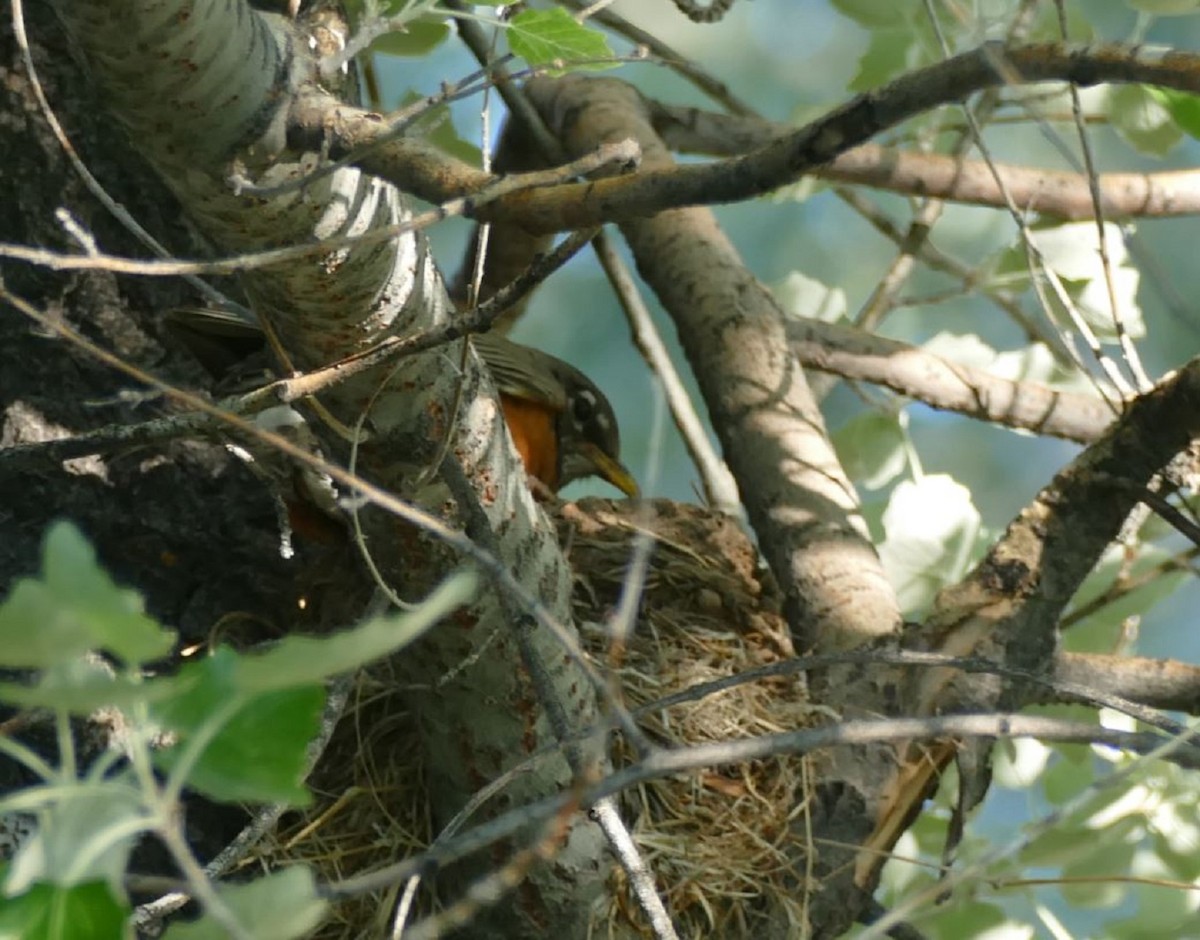 American Robin - ML347177041