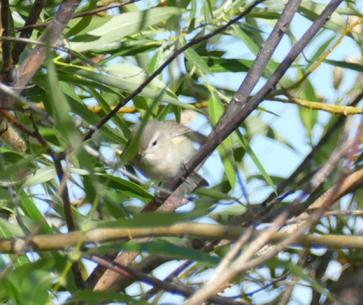 Warbling Vireo - ML347177271