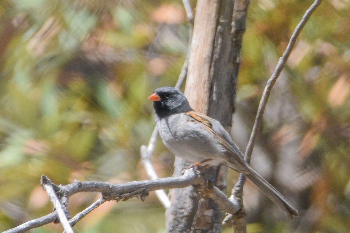 Black-chinned Sparrow - Ty Allen