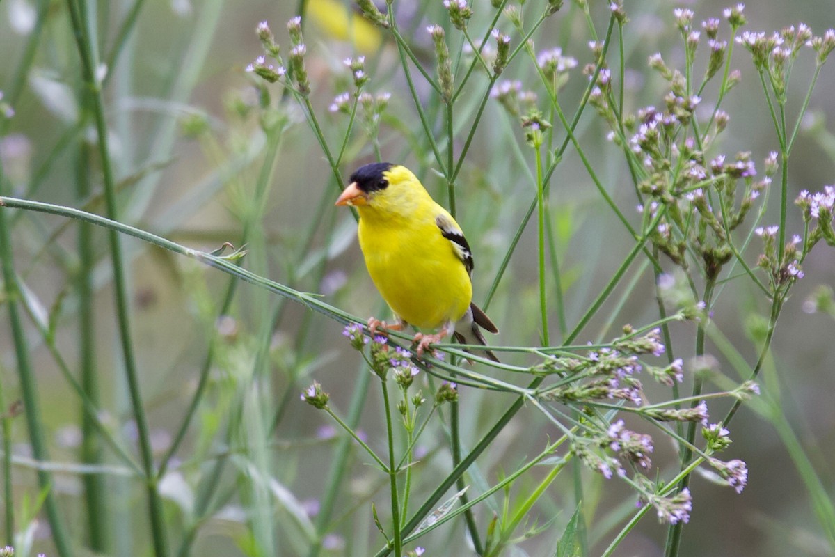 American Goldfinch - ML347178161