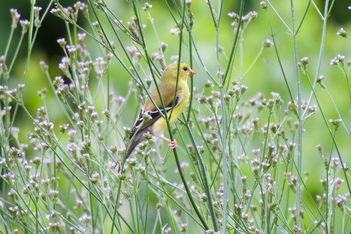 American Goldfinch - ML347178171