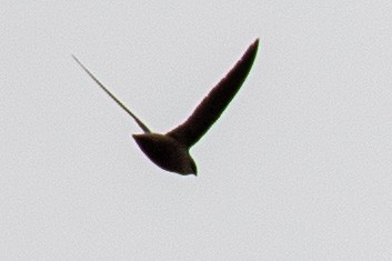 Chimney Swift - ML347182551