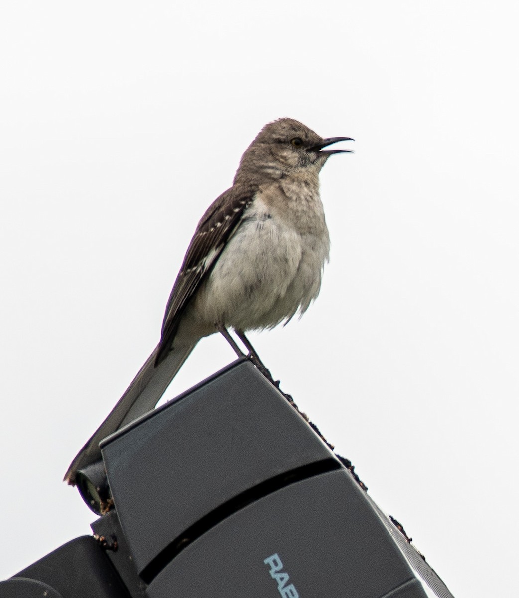 Northern Mockingbird - ML347182671