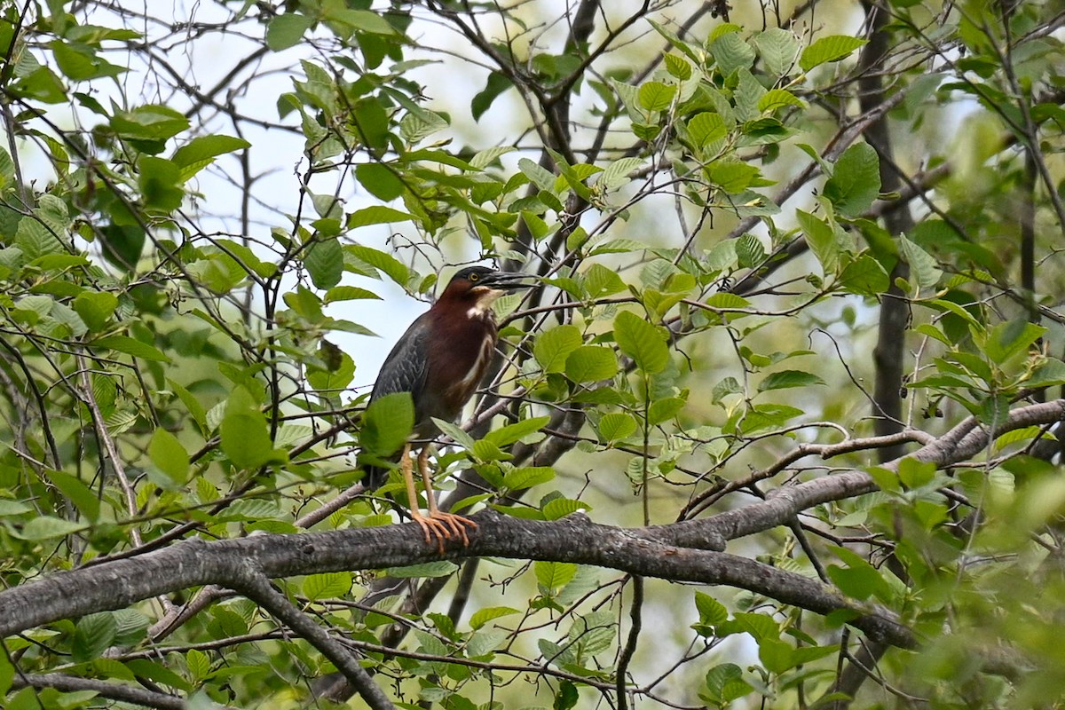 Green Heron - ML347186831