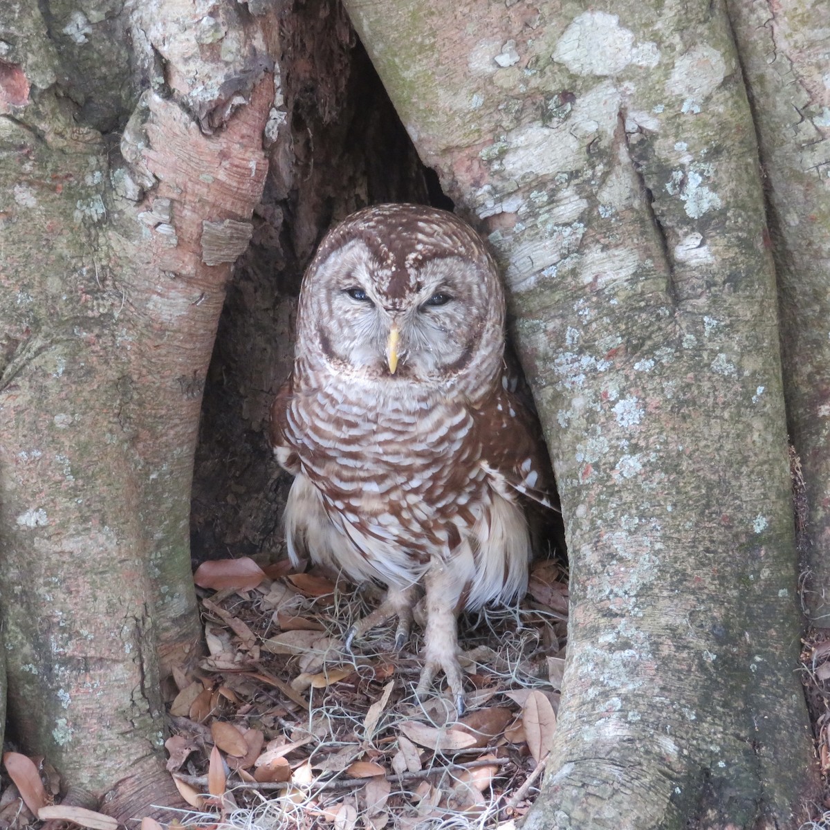 eBird Checklist - 12 Jun 2021 - Kraft Azalea Garden - 9 species