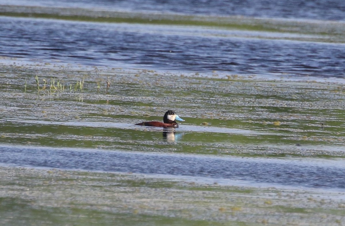 Ruddy Duck - Mary Backus