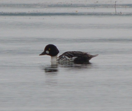 Common Goldeneye - ML347195491