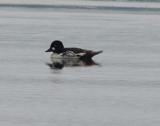 Common Goldeneye - ML347195501