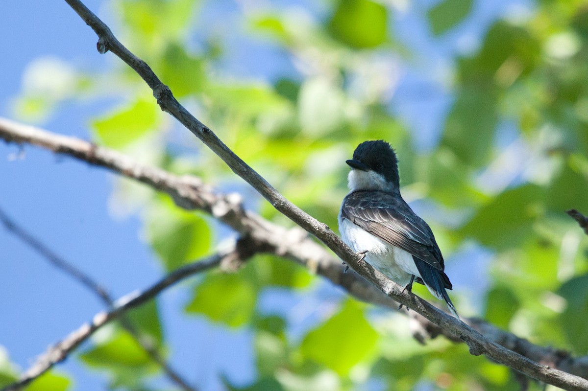 Eastern Kingbird - Anaïs Trépanier