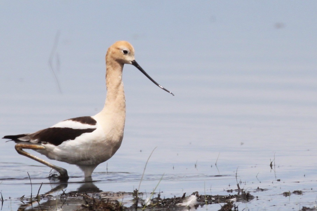 American Avocet - ML347196191