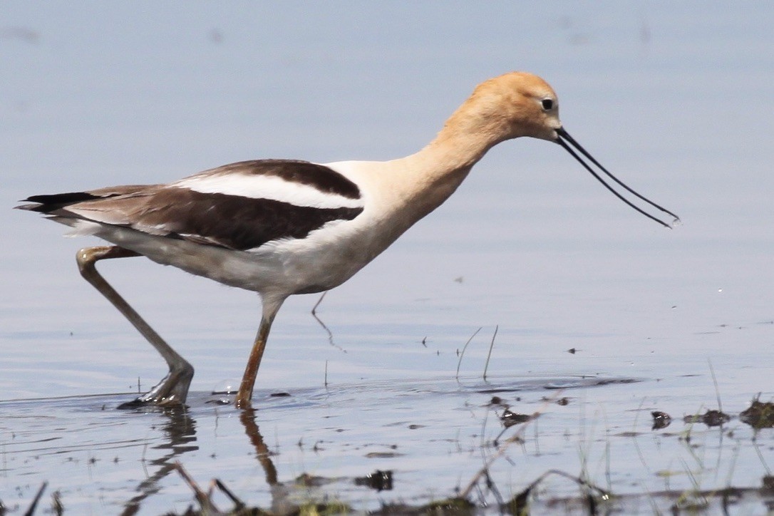 American Avocet - ML347196211