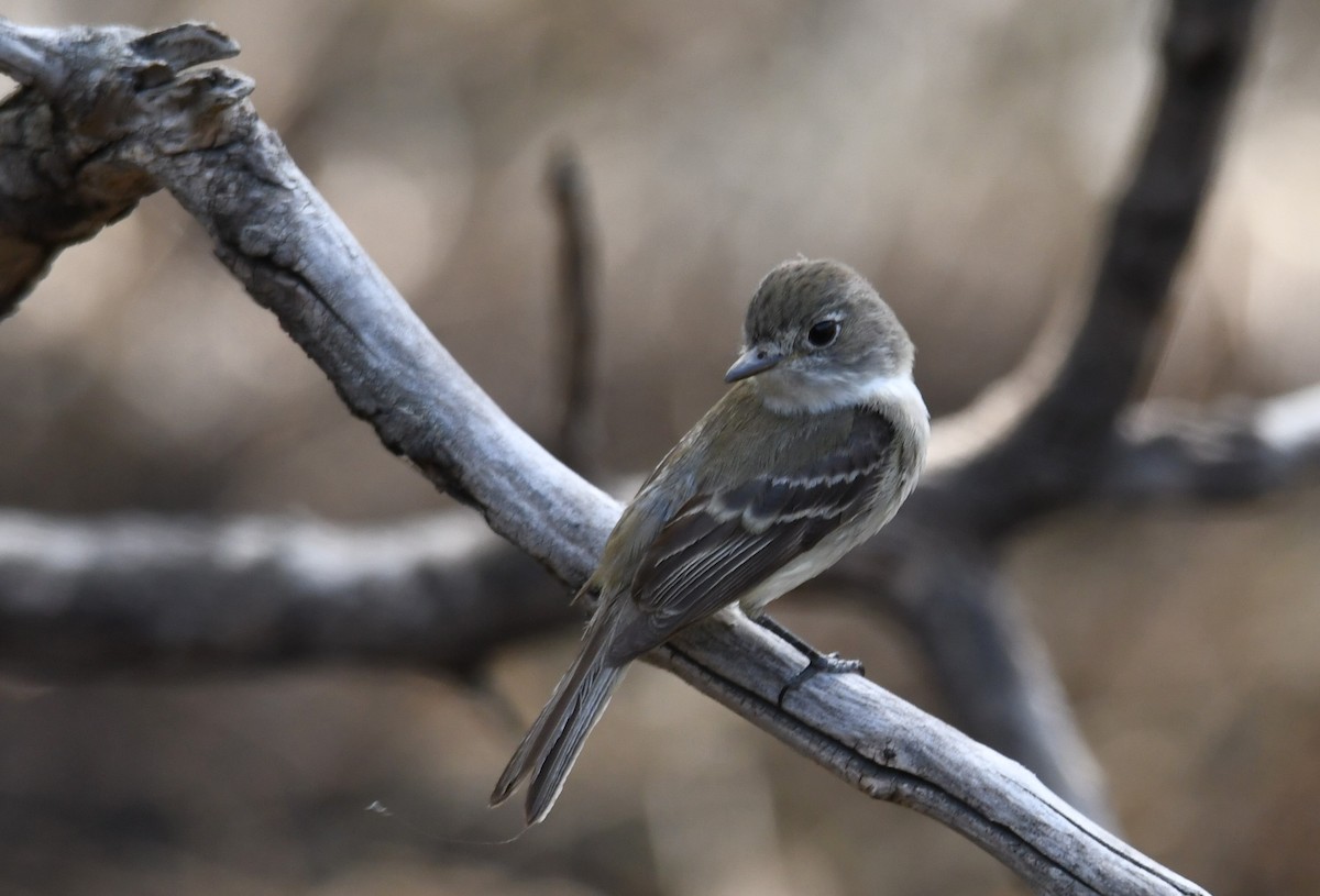 Least Flycatcher - ML347196811