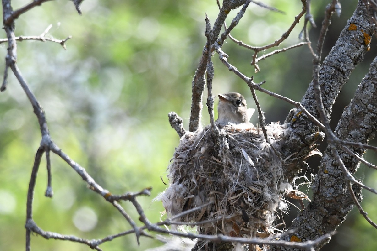 Least Flycatcher - ML347196921