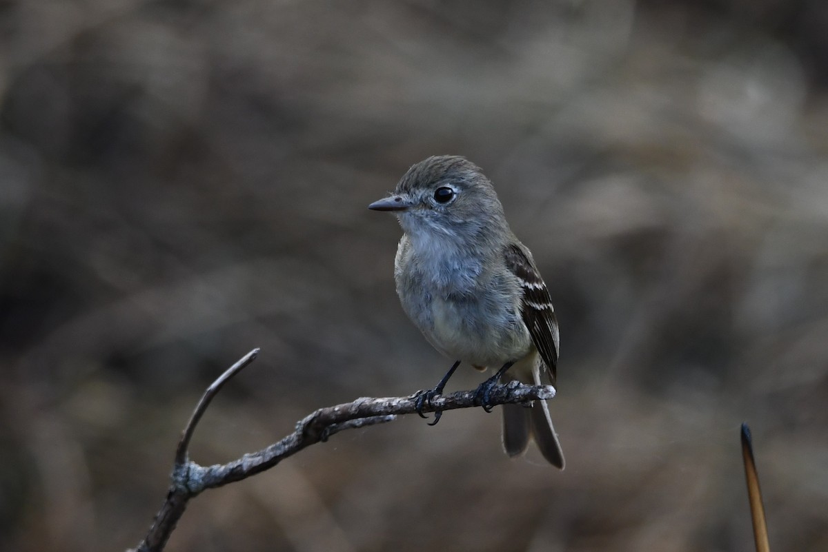 Least Flycatcher - Gary Charlton