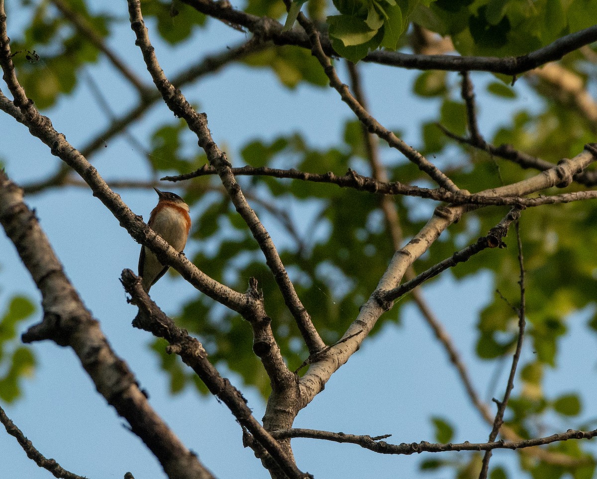 Bay-breasted Warbler - ML347197141