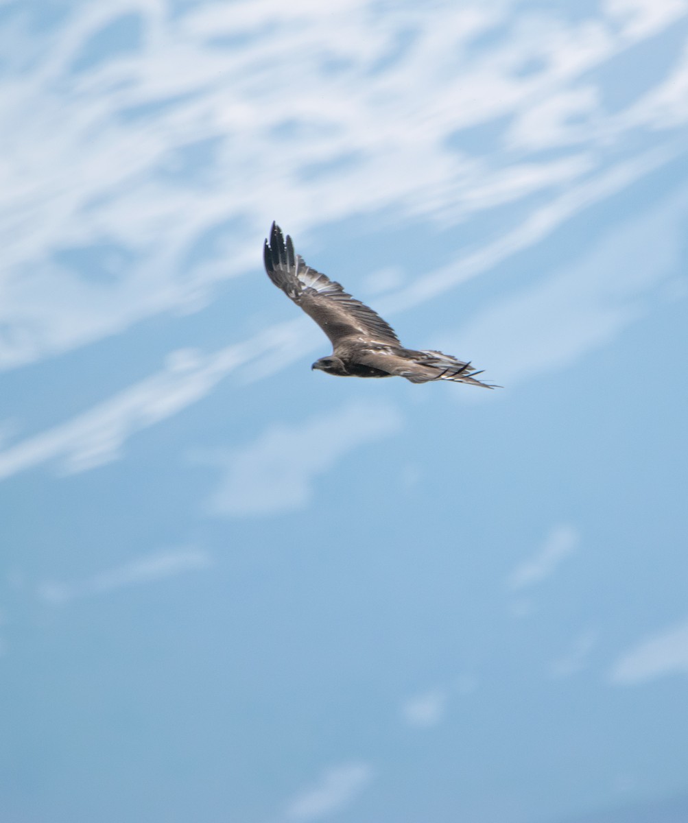 Golden Eagle - Nika Budagashvili